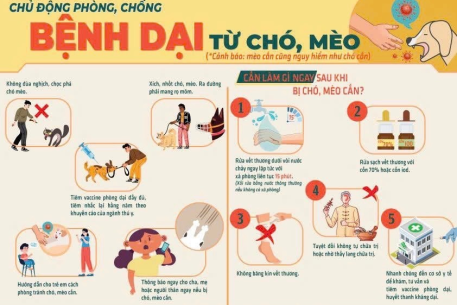 Mèo cắn cũng nguy hiểm như chó cắn!
