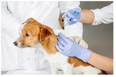 Cảnh giác bệnh dại mùa nắng nóng