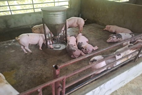 Tăng cường truyền thông phòng, chống Dịch tả lợn châu Phi, đảm bảo an toàn thực phẩm