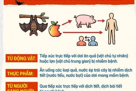 Bộ Y tế yêu cầu siết chặt an toàn thực phẩm phòng bệnh do vi rút Nipah