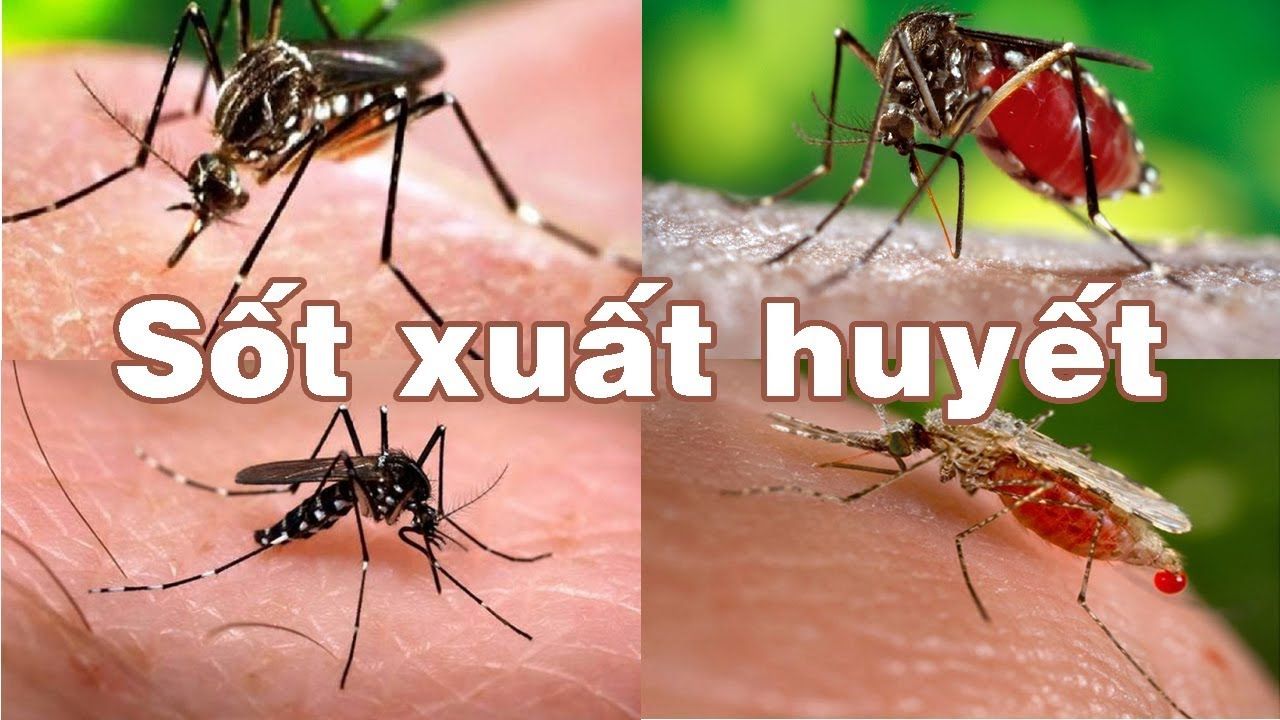 Tìm hiểu về vòng đời của muỗi và cách phòng tránh muỗi đốt