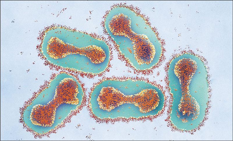 Có vaccin phòng bệnh đậu mùa khỉ không? Nếu có, ai nên được tiêm vaccin?
