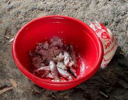 Món cá ủ chua khiến 3 anh em trong 1 gia đình nguy kịch