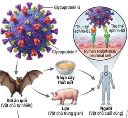 Các biện pháp phòng, chống dịch bệnh do vi rút Nipah